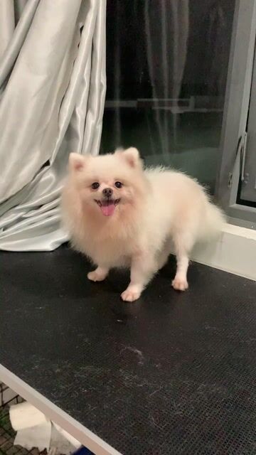 Bé gái trắng tìm nhà. Mua bán Chó tại Huyện Bình Chánh Tp Hồ Chí Minh được đăng bởi PET SHOP NẮNG hình 1
