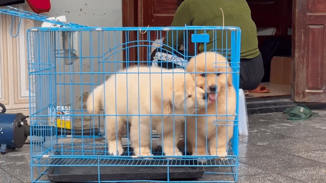 golden vip. Mua bán Chó tại Quận Long Biên Hà Nội được đăng bởi Pet home hình 1
