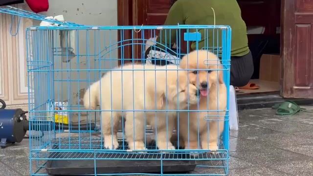 golden vip. Mua bán Chó tại Quận Long Biên Hà Nội được đăng bởi Pet home hình 1