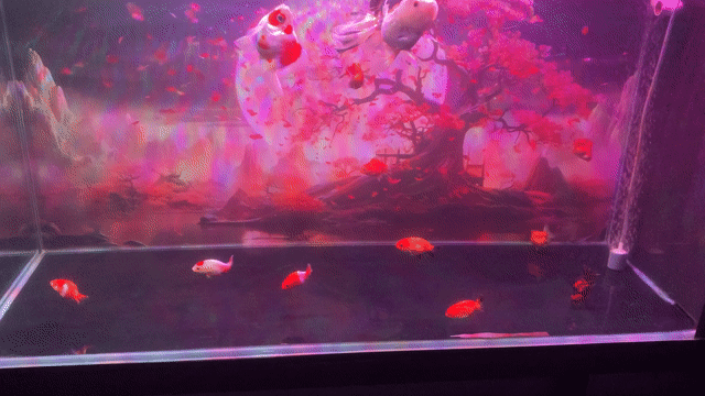 Cá vàng Ranchu Oranda 12 con. Mua bán Thú cưng khác tại Quận 12 Tp Hồ Chí Minh được đăng bởi Huân hình 1