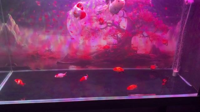 Cá vàng Ranchu Oranda 12 con. Mua bán Thú cưng khác tại Quận 12 Tp Hồ Chí Minh được đăng bởi Huân hình 1