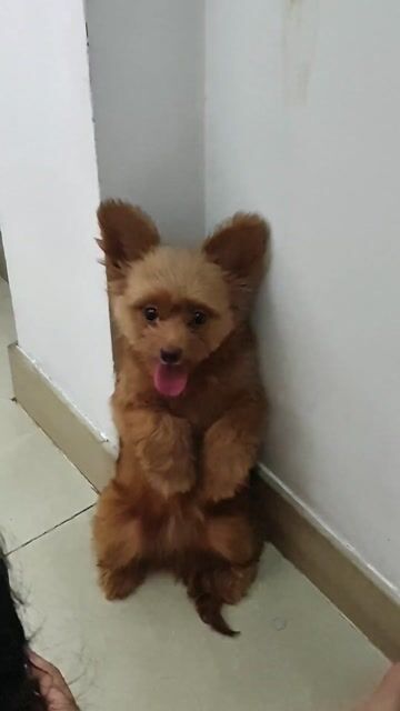 Chó Poodle tai thỏ mặt và body siêu đẹp hiếm. Mua bán Chó tại Quận Tân Bình Tp Hồ Chí Minh được đăng bởi Linh Lan hình 1