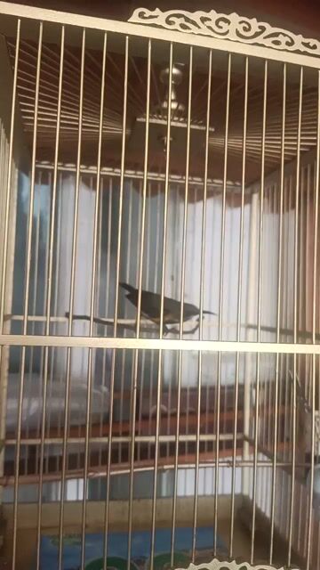 Chim Hút mật họng đen Đực. Mua bán Chim tại Quận 3 Tp Hồ Chí Minh được đăng bởi Hùng hình 1