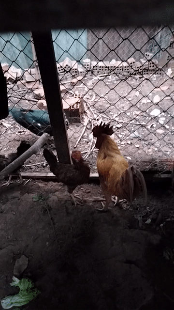 Gà trống tơ màu vàng. Mua bán Gà tại Thành phố Biên Hòa Đồng Nai được đăng bởi THANH HẢI hình 1