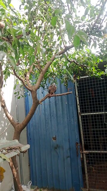 Cu mồi trần nhập. Mua bán Chim tại Thành phố Biên Hòa Đồng Nai được đăng bởi Cường hình 1