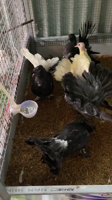 Chim bồ câu Bồ câu xòe. Mua bán Chim tại Quận Bình Tân Tp Hồ Chí Minh được đăng bởi nguyen minh khoa hình 1
