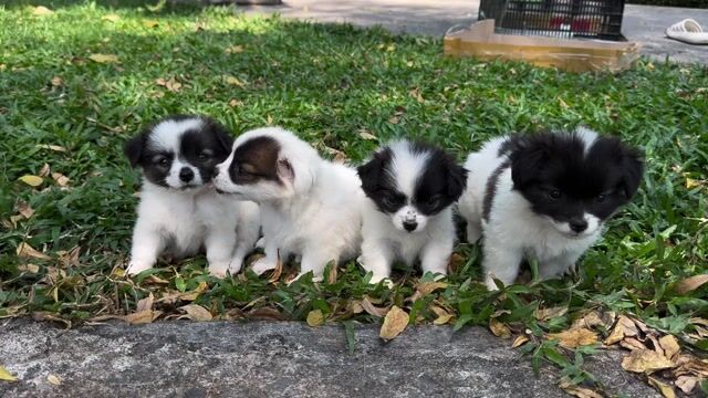 Chó nhật bò sữa mini dễ thương. Mua bán Chó tại Quận 8 Tp Hồ Chí Minh được đăng bởi Phan hung tam hình 1