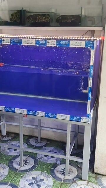 Hồ Cá full đầy đủ.. Mua bán Phụ kiện, Thức ăn, Dịch vụ tại Huyện Trảng Bàng Tây Ninh được đăng bởi CÁ CẢNH TB hình 1