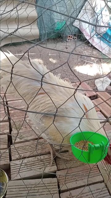 Gà chọi trống 3.1kg,2.8kg(cặp 1t1). Mua bán Gà tại Huyện Tịnh Biên An Giang được đăng bởi hòa phát hình 1