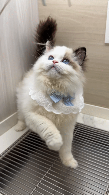 Mèo Ragdoll Cái Trung Quốc Lông bông xù dày. Mua bán Mèo tại Quận Nam Từ Liêm Hà Nội được đăng bởi Đại Ngọc ChamMiloHouse hình 1
