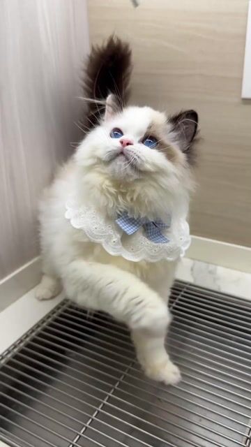Mèo Ragdoll Cái Trung Quốc Lông bông xù dày. Mua bán Mèo tại Quận Nam Từ Liêm Hà Nội được đăng bởi Đại Ngọc ChamMiloHouse hình 1