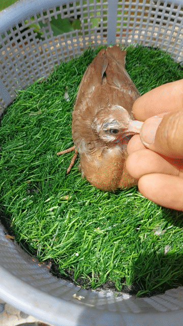 Chim Cu gáy Thái - Vân rồng đỏ đang đút.. Mua bán Chim tại Thành phố Thủ Đức Tp Hồ Chí Minh được đăng bởi Thắng Cu Pháp hình 1