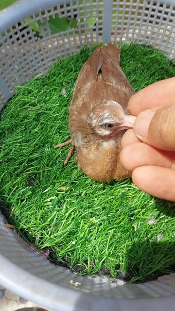 Chim Cu gáy Thái - Vân rồng đỏ đang đút.. Mua bán Chim tại Thành phố Thủ Đức Tp Hồ Chí Minh được đăng bởi Thắng Cu Pháp hình 1
