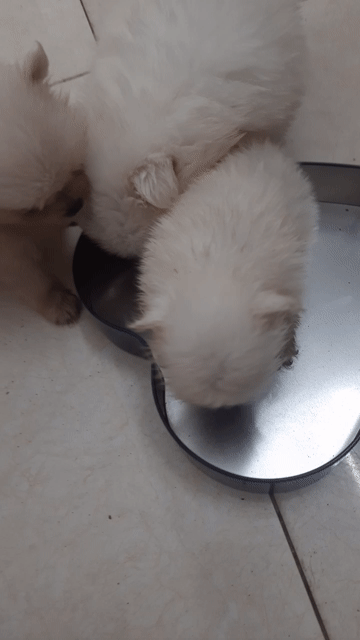 Chó Phốc Sóc Trắng Đực Cái. Mua bán Chó tại Quận Hai Bà Trưng Hà Nội được đăng bởi Phòng trọ Mai Động HN hình 1