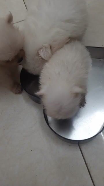 Chó Phốc Sóc Trắng Đực Cái. Mua bán Chó tại Quận Hai Bà Trưng Hà Nội được đăng bởi Phòng trọ Mai Động HN hình 1