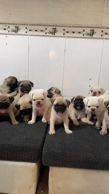Chó Pug heo lùn. Mua bán Chó tại Quận Bình Tân Tp Hồ Chí Minh được đăng bởi Kyn hình 1