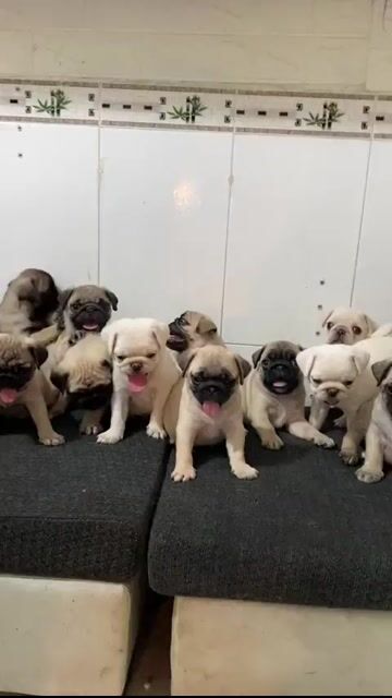 Chó Pug heo lùn. Mua bán Chó tại Quận Bình Tân Tp Hồ Chí Minh được đăng bởi Kyn hình 1