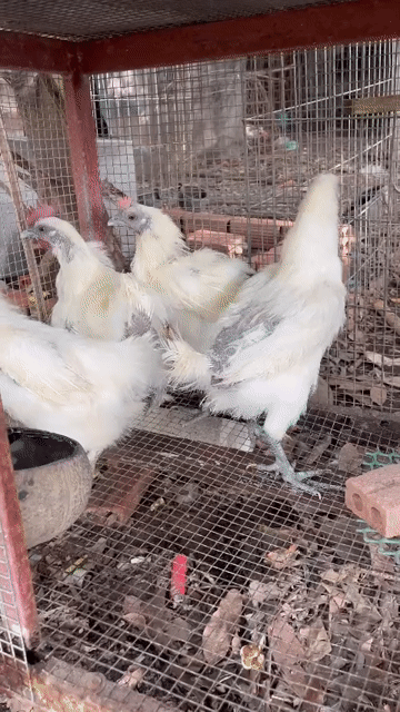 Gà Ác. Mua bán Gà tại Thành phố Thủ Đức Tp Hồ Chí Minh được đăng bởi Yum Nguyễn hình 1