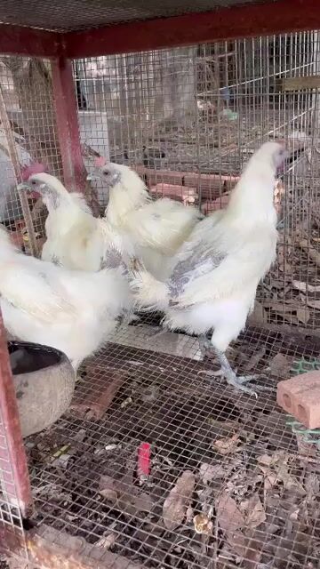 Gà Ác. Mua bán Gà tại Thành phố Thủ Đức Tp Hồ Chí Minh được đăng bởi Yum Nguyễn hình 1