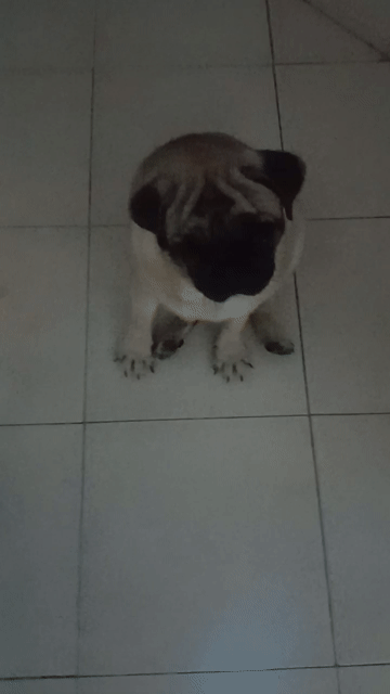 Chó Pug cái nâu vàng đã sinh sản. Mua bán Chó tại Huyện Bàu Bàng Bình Dương được đăng bởi Văn Văn  hình 1
