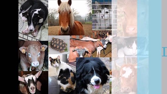 La passion des animaux