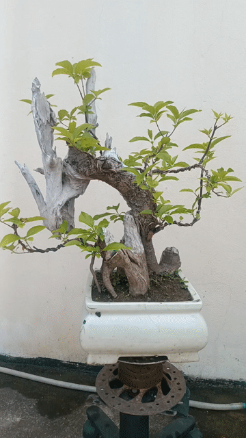 Cây cảnh Bạch hương Gỗ lũa tự nhiên Dễ chăm sóc. Mua bán Cây cảnh, đồ trang trí tại Huyện Quốc Oai Hà Nội được đăng bởi Nguyễn Tiến Anh hình 1
