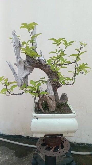 Cây cảnh Bạch hương Gỗ lũa tự nhiên Dễ chăm sóc. Mua bán Cây cảnh, đồ trang trí tại Huyện Quốc Oai Hà Nội được đăng bởi Nguyễn Tiến Anh hình 1