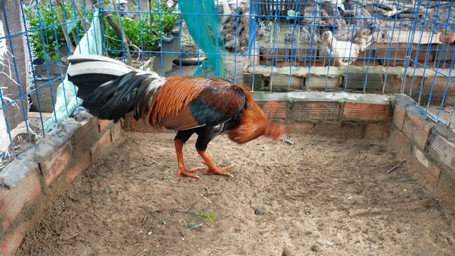 Điều đuôi lao 3kí150. Mua bán Gà tại Huyện Mỏ Cày Nam Bến Tre được đăng bởi Huy Bến Tre hình 1