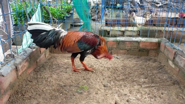 Điều đuôi lao 3kí150. Mua bán Gà tại Huyện Mỏ Cày Nam Bến Tre được đăng bởi Huy Bến Tre hình 1