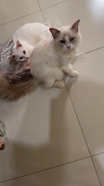 Mèo Ragdoll đực. Mua bán Mèo tại Thành phố Thủ Đức Tp Hồ Chí Minh được đăng bởi NamNam hình 1