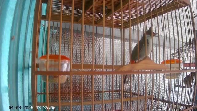 Chim chào mào bổi trống. Mua bán Chim tại Huyện Bến Cầu Tây Ninh được đăng bởi Văn Thi  hình 1