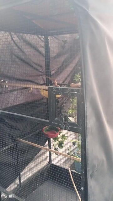 Lồng chim kim loại 2m x 1m2 x 1m 90% mới. Mua bán Chim tại Quận Tân Bình Tp Hồ Chí Minh được đăng bởi Đam mê 1Thời hình 1