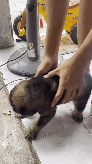 Chó Poodle lai sieu dễ thuong. Mua bán Chó tại Thành phố Dĩ An Bình Dương được đăng bởi Cỏ Dại  hình 1