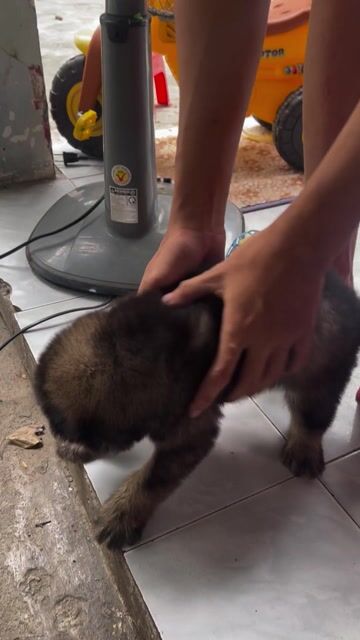 Chó Poodle lai sieu dễ thuong. Mua bán Chó tại Thành phố Dĩ An Bình Dương được đăng bởi Cỏ Dại  hình 1