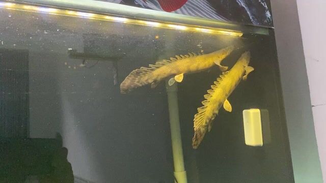 Cá cửu sừng hoàng đế size 30-31. Mua bán Thú cưng khác tại Quận Bình Tân Tp Hồ Chí Minh được đăng bởi Gia huy hình 1