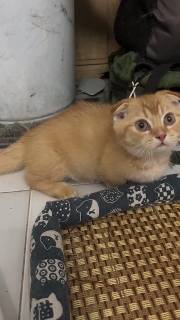 Mèo Chân lùn tai cụp Đực. Mua bán Mèo tại Quận 7 Tp Hồ Chí Minh được đăng bởi Thanh Tuyền hình 1