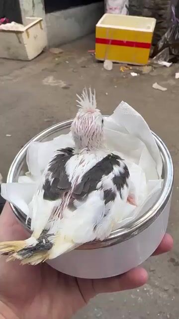 Vẹt Cockatiel White Pied Lông ống. Mua bán Chim tại Quận Bình Thạnh Tp Hồ Chí Minh được đăng bởi Bích Trâm hình 1