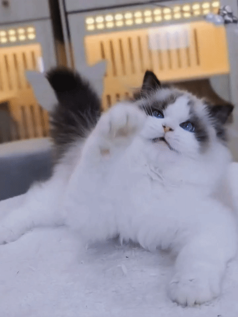 Mèo ragdoll nhập trung thuần chủng. Mua bán Mèo tại Quận 1 Tp Hồ Chí Minh được đăng bởi Như Ý hình 1