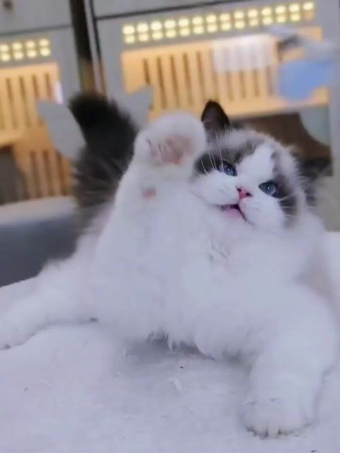 Mèo ragdoll nhập trung thuần chủng. Mua bán Mèo tại Quận 1 Tp Hồ Chí Minh được đăng bởi Như Ý hình 1