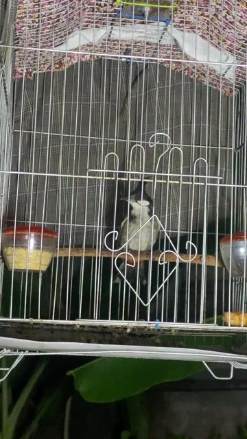 Chim chào mào trống. Mua bán Chim tại Huyện Bình Chánh Tp Hồ Chí Minh được đăng bởi Thành Phát hình 1