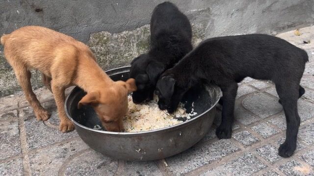 Chó con fox hươu. Mua bán Chó tại Huyện Thanh Trì Hà Nội được đăng bởi Trinh quoc khánh hình 1