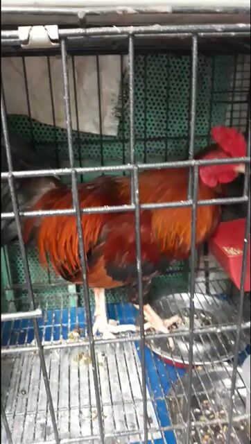 Gà chọi Asil 1k5 Đỏ. Mua bán Gà tại Quận 5 Tp Hồ Chí Minh được đăng bởi Minh Ma Cam hình 1