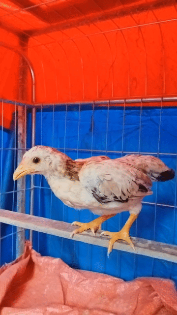 Cặp gà tre bắc cộc tít . Mua bán Gà tại Huyện Đông Anh Hà Nội được đăng bởi Trại Gà Tre Gà Chọi Hà Nội hình 1