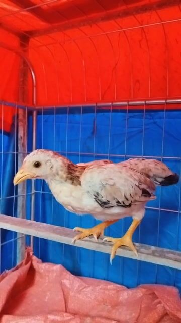 Cặp gà tre bắc cộc tít . Mua bán Gà tại Huyện Đông Anh Hà Nội được đăng bởi Trại Gà Tre Gà Chọi Hà Nội hình 1