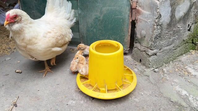 Gà tre đực. Mua bán Gà tại Huyện Mỹ Đức Hà Nội được đăng bởi Nguyễn sỹ hiệp hình 1