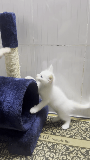 Mèo Maine Coon lai Sphynx Trắng chân ngắn. Mua bán Mèo tại Quận Bình Tân Tp Hồ Chí Minh được đăng bởi Thành hình 1