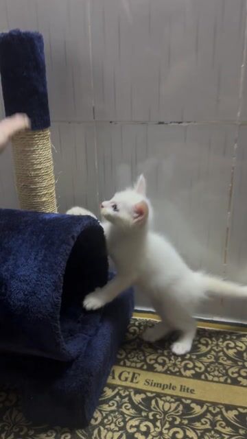 Mèo Maine Coon lai Sphynx Trắng chân ngắn. Mua bán Mèo tại Quận Bình Tân Tp Hồ Chí Minh được đăng bởi Thành hình 1