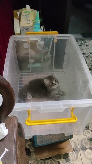 Mèo Anh lông dài blue smoke gần 3 tháng. Mua bán Mèo tại Quận Ba Đình Hà Nội được đăng bởi Thủy Tiên hình 1