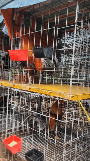 Gà tre Cuban hatch đực khỏe mạnh. Mua bán Gà tại Huyện Chợ Gạo Tiền Giang được đăng bởi vinh hình 1