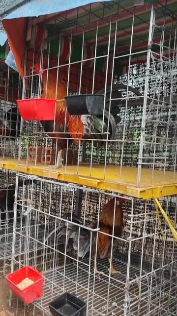 Gà tre Cuban hatch đực khỏe mạnh. Mua bán Gà tại Huyện Chợ Gạo Tiền Giang được đăng bởi vinh hình 1